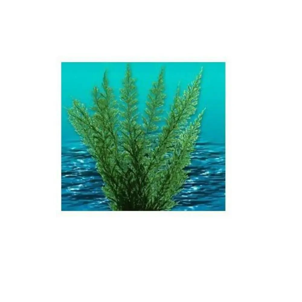 Nature's Image: Aquafern Medium, Freshwater 6